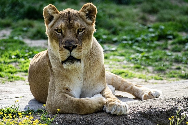 Free download lion africa animal mammal predator free picture to be edited with GIMP free online image editor