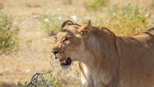 Free download lion africa national park safari free picture to be edited with GIMP free online image editor