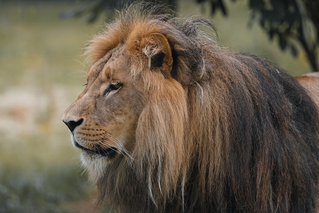 Free download lion animal predator mane cat free picture to be edited with GIMP free online image editor