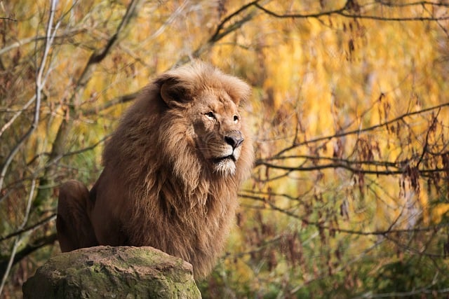 Free download lion animal wildcat mammal king free picture to be edited with GIMP free online image editor