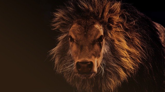 Free download Lion Cow Nature -  free illustration to be edited with GIMP free online image editor