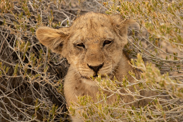 Free download lion cub shrubs wilderness free picture to be edited with GIMP free online image editor