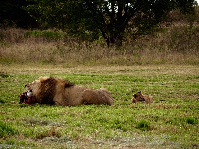 Free download Lion Eating Wildlife -  free photo or picture to be edited with GIMP online image editor