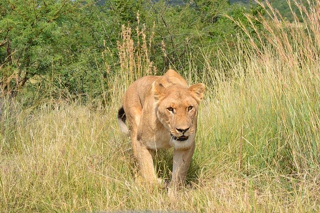 Free download Lioness Africa Wildlife -  free photo or picture to be edited with GIMP online image editor