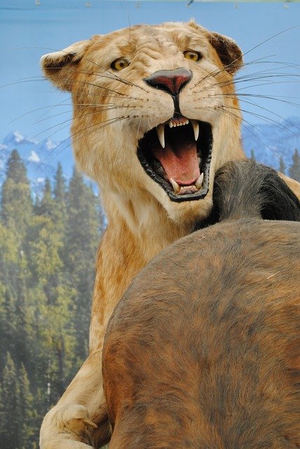 Free download Lioness Beast Hunting -  free illustration to be edited with GIMP free online image editor