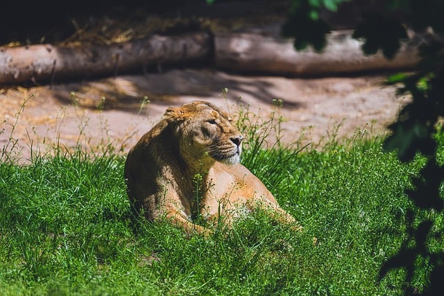 Free download lioness feline mammal wildlife free picture to be edited with GIMP free online image editor