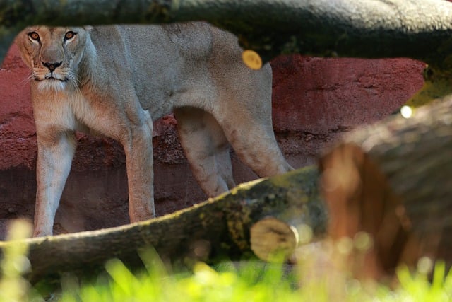 Free download lioness lion enclosure zoo hanover free picture to be edited with GIMP free online image editor