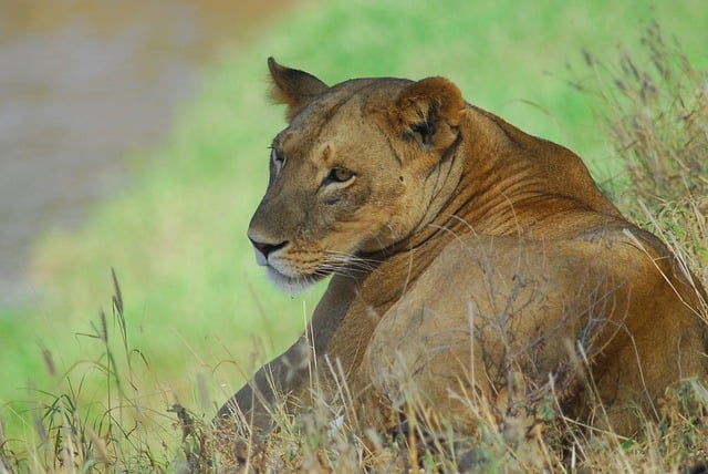 Free download lioness lion predator wildlife free picture to be edited with GIMP free online image editor