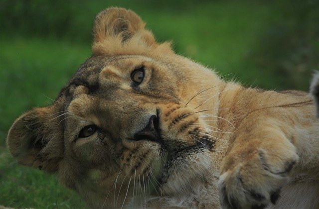 Free download Lioness Nature -  free photo or picture to be edited with GIMP online image editor