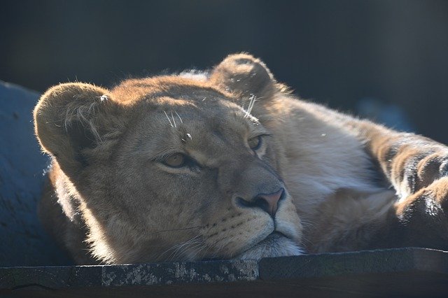 Free download Lioness Predator Africa -  free photo or picture to be edited with GIMP online image editor