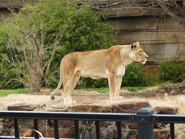 Free download Lioness Standing Zoo -  free photo or picture to be edited with GIMP online image editor