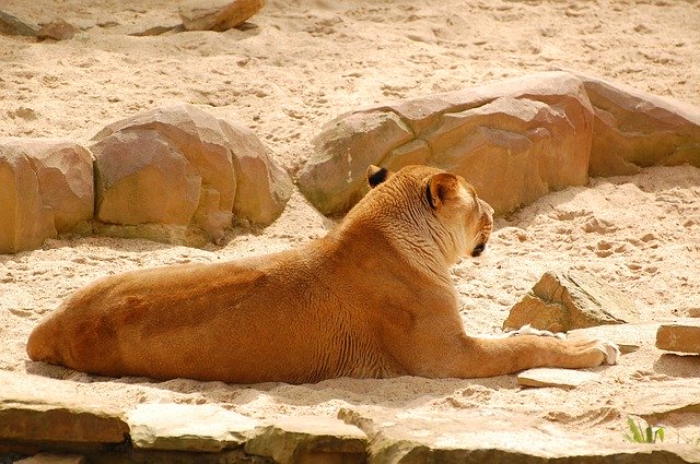 Free download Lioness Wild Wildlife -  free photo or picture to be edited with GIMP online image editor