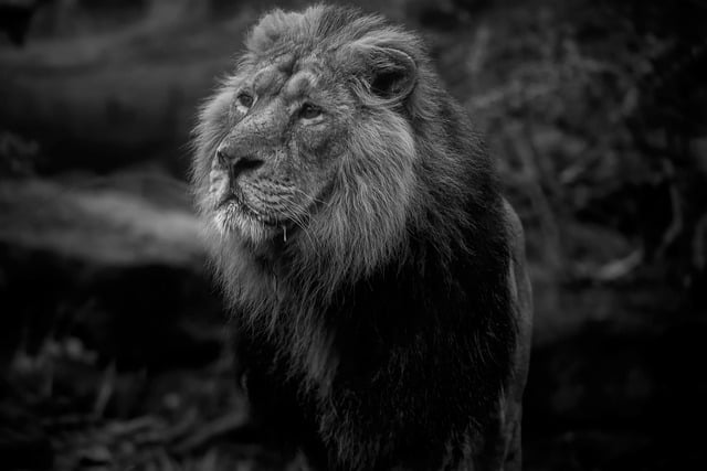 Free download lion feline asian lion hunter free picture to be edited with GIMP free online image editor