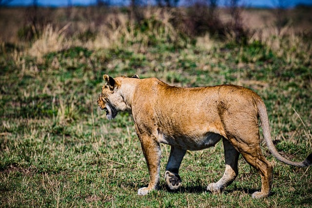 Free download lion feline mammal field grassland free picture to be edited with GIMP free online image editor