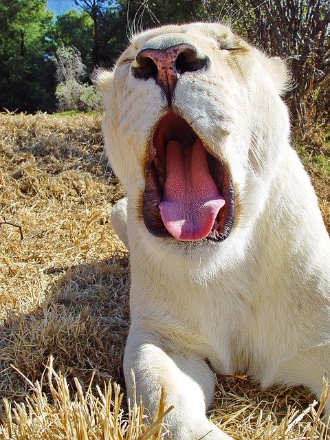 Free download Lion Female Big Cat -  free photo or picture to be edited with GIMP online image editor