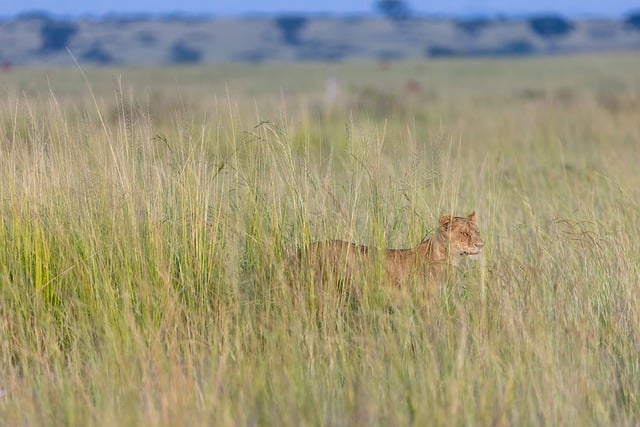 Free download lion grass lioness wildlife free picture to be edited with GIMP free online image editor