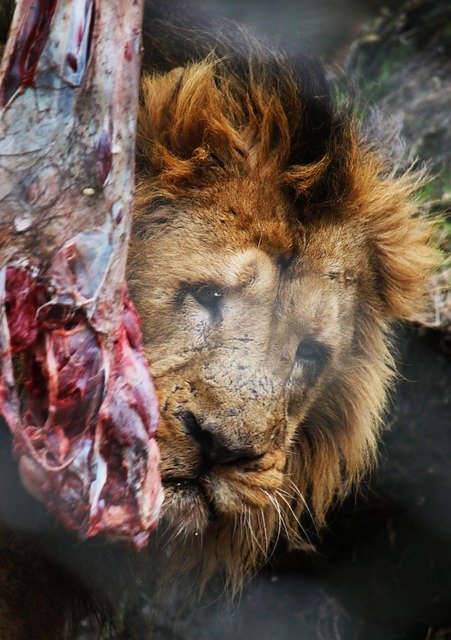 Free download Lion Male Predator -  free photo or picture to be edited with GIMP online image editor