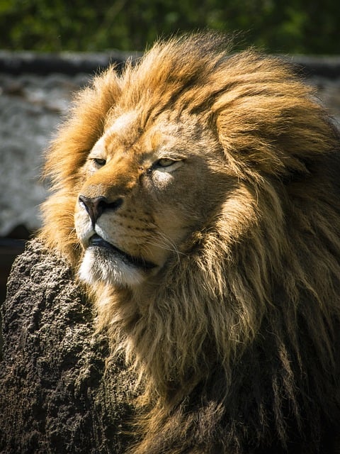 Free download lion mammal mane animal feline free picture to be edited with GIMP free online image editor