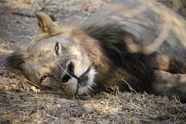 Free download lion safari africa zambia wildlife free picture to be edited with GIMP free online image editor