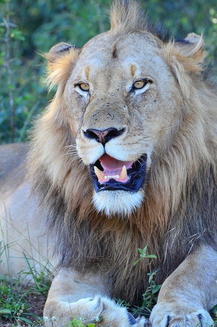 Free download Lion Safari Predator -  free photo or picture to be edited with GIMP online image editor