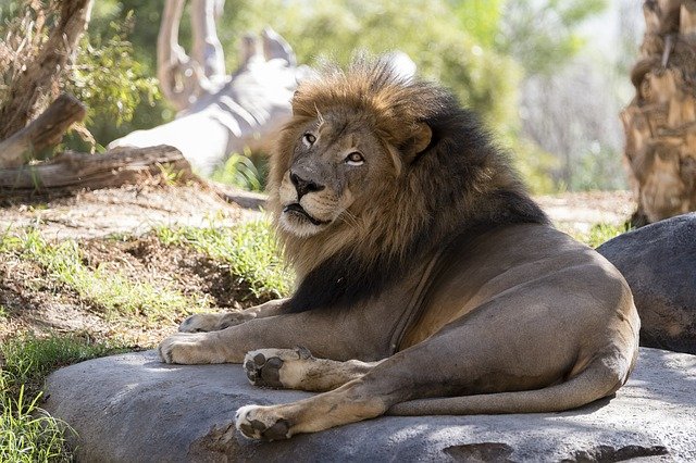 Free download lion san diego zoo mammal animal free picture to be edited with GIMP free online image editor