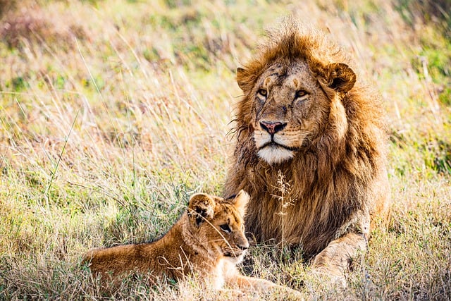 Free download lions wild animals wilderness free picture to be edited with GIMP free online image editor