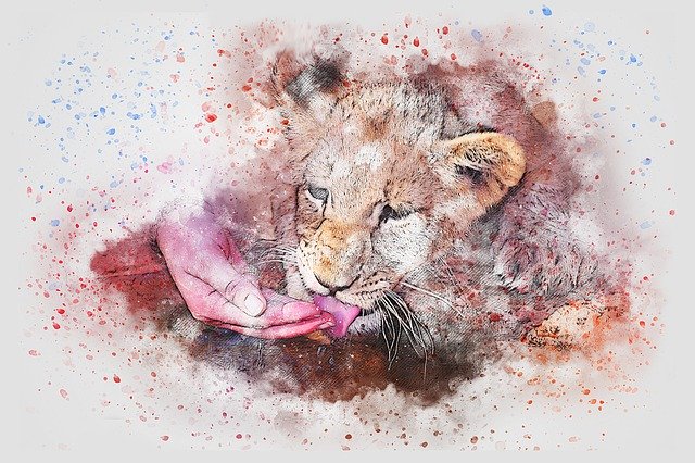 Free download Lion Wild Animal -  free illustration to be edited with GIMP free online image editor
