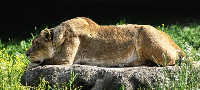 Free download lion wild animal zoo africa park free picture to be edited with GIMP free online image editor