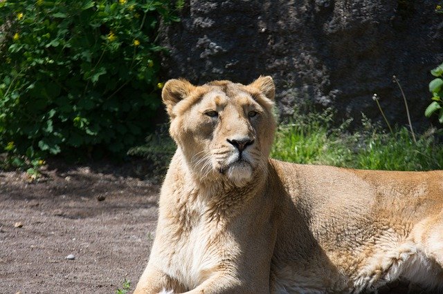 Free download Lion Zoo Africa -  free photo or picture to be edited with GIMP online image editor