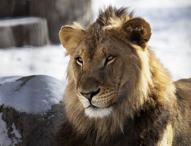 Free download Lion Zoo Winter -  free photo or picture to be edited with GIMP online image editor