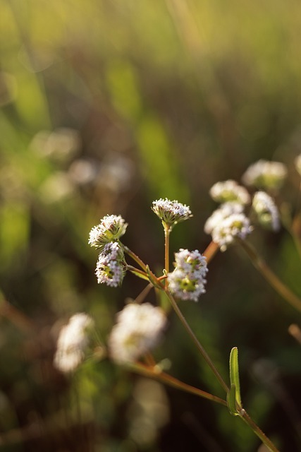 Free download lippia flowers plant petals bloom free picture to be edited with GIMP free online image editor