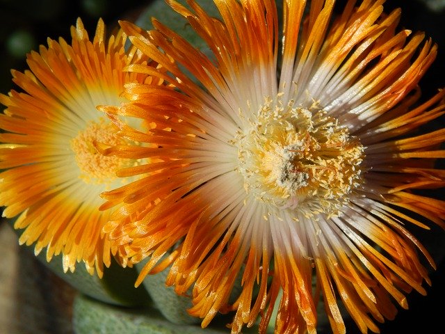 Free download Lithops Living Stone Cactus -  free photo or picture to be edited with GIMP online image editor