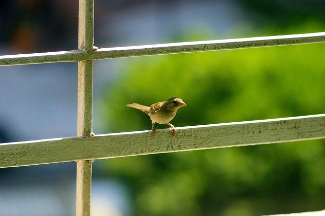 Free download Little Bird Curious Standing -  free photo or picture to be edited with GIMP online image editor