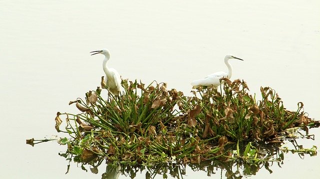 Free download Little Egret Pair -  free photo or picture to be edited with GIMP online image editor