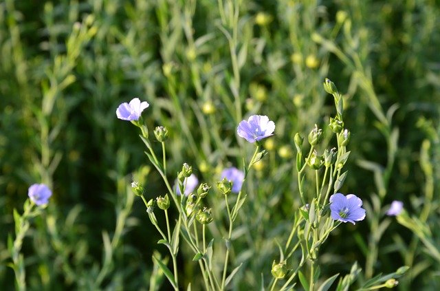 Free download Little Flower Small Purple Flowers -  free photo or picture to be edited with GIMP online image editor