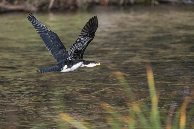 Free download little pied cormorant cormorant free picture to be edited with GIMP free online image editor