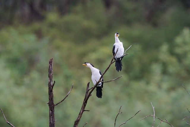 Free download little pied cormorants birds perched free picture to be edited with GIMP free online image editor