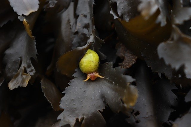 Free download Littorina Obtusata Snail Gastropod -  free photo or picture to be edited with GIMP online image editor