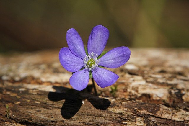 Free download liverwort flower plant spring free picture to be edited with GIMP free online image editor