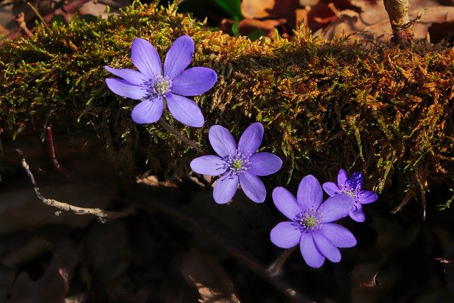 Free download liverwort flowers plant spring free picture to be edited with GIMP free online image editor