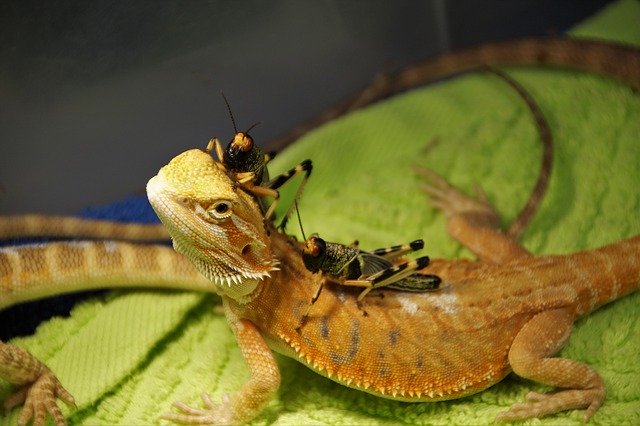 Free download Lizard Agama Vivarium -  free photo or picture to be edited with GIMP online image editor