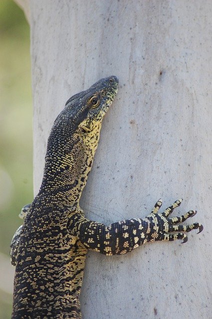 Free download Lizard Amphibians Amphibian -  free photo or picture to be edited with GIMP online image editor