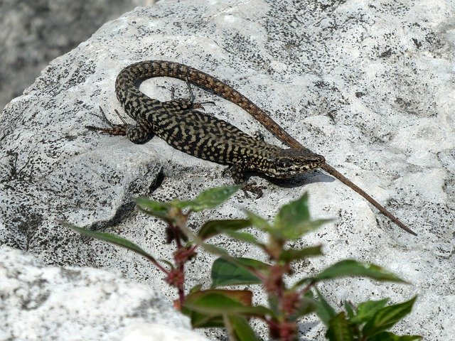 Free download Lizard Animal Stones Stone -  free photo or picture to be edited with GIMP online image editor