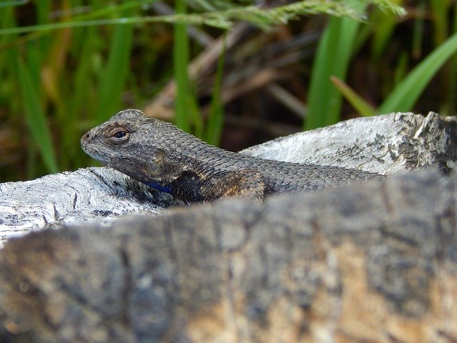 Free download Lizard Fence Western -  free photo or picture to be edited with GIMP online image editor