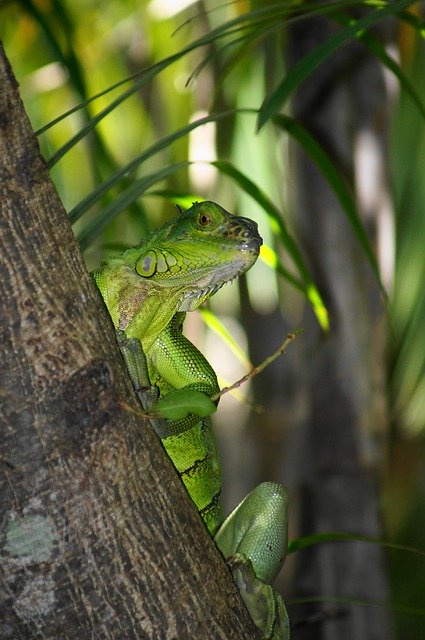 Free download Lizard Garden Jungle -  free photo or picture to be edited with GIMP online image editor