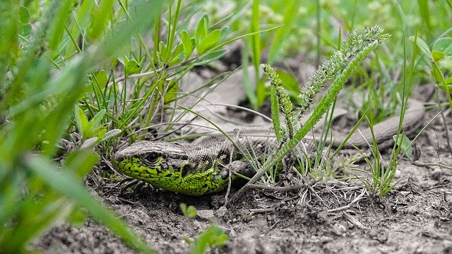 Free download Lizard Grass Nature -  free photo or picture to be edited with GIMP online image editor