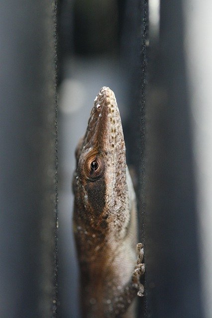 Free download Lizard Green Anole -  free photo or picture to be edited with GIMP online image editor