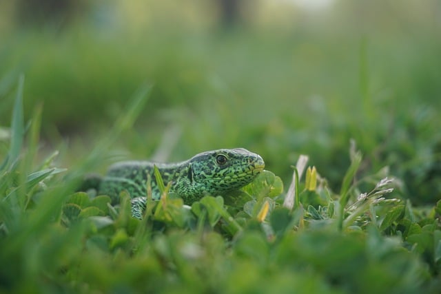 Free download lizard green lizard reptile scales free picture to be edited with GIMP free online image editor