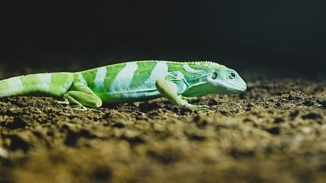 Free download lizard green reptile stone free picture to be edited with GIMP free online image editor