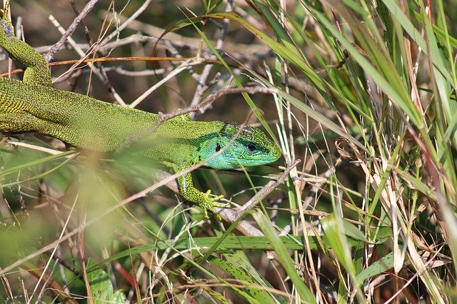 Free download Lizard Hidden Reptile Close -  free photo or picture to be edited with GIMP online image editor